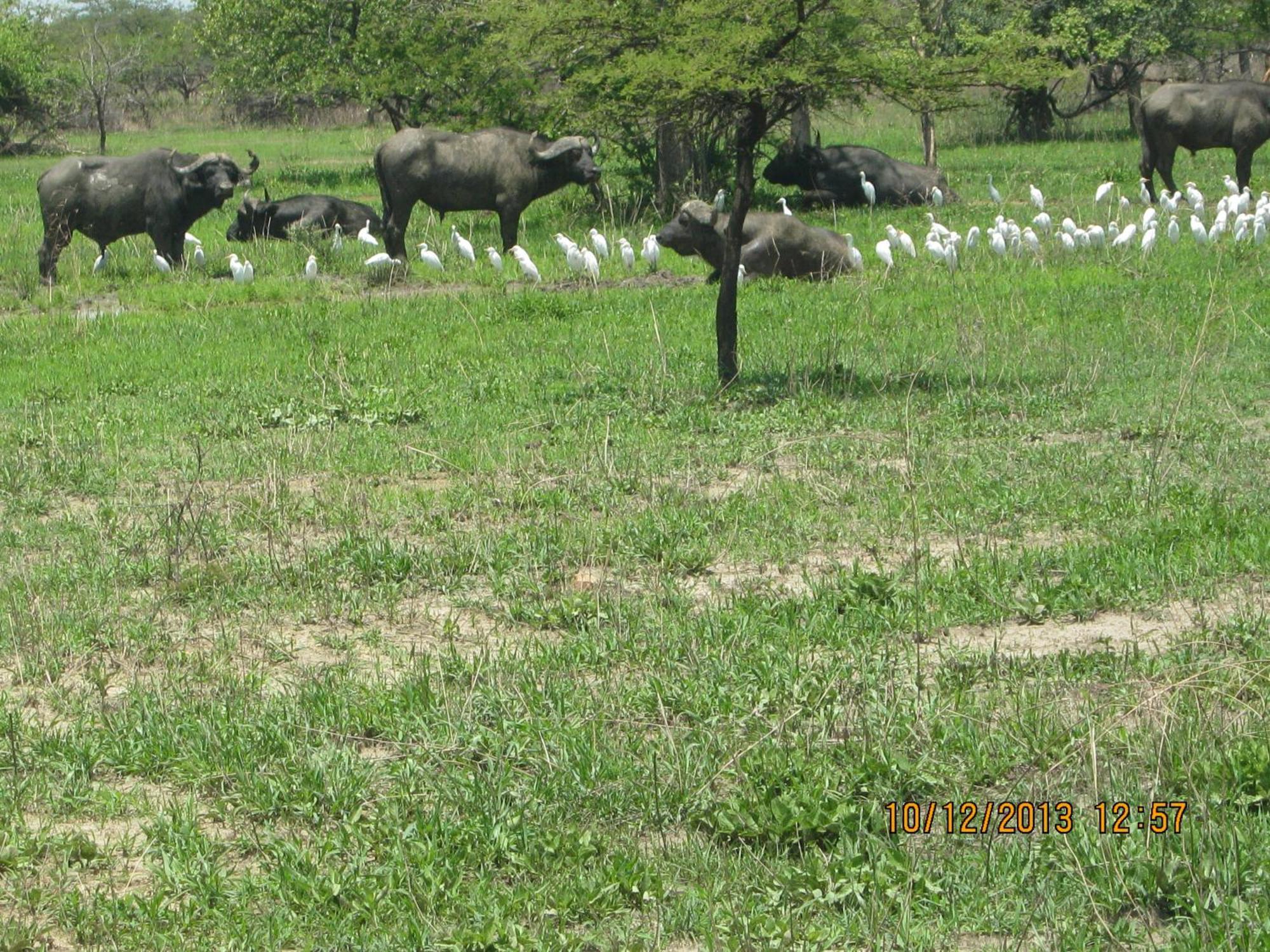Lochinvar Safari Lodge Of Lochinvar National Park - Zambia Экстерьер фото